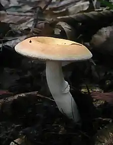 Russula risigallina