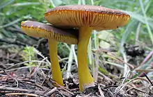 Pluteus romellii