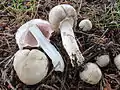 Agaricus langei