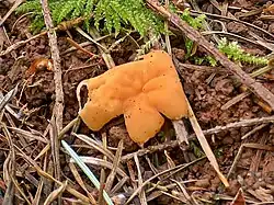 Gyromitra leucoxantha