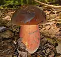 Boletus erythropus