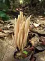 Clavaria fumosa