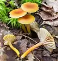 Hygrocybe laeta