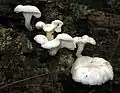 Pleurotus pulmonarius