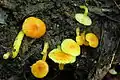 Hygrocybe flavescens