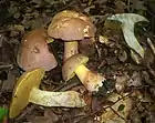 Boletus fechtneri