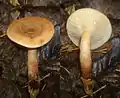 !Lactarius serifluus!