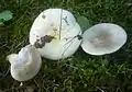 Russula galochroa