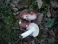 Russula vinosobrunnea