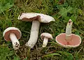 Agaricus campestris