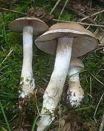 Cortinarius anomalus