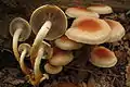 Hypholoma lateritium