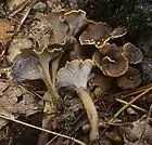 Craterellus sinuosus