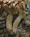 !Lactarius subumbonatus!