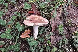 Hygrophorus arbustivus