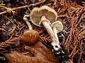 Agrocybe erebia
