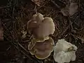 ! Clitocybe quercina !