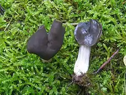 Helvella fusca