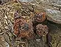 Gyromitra ambigua