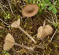 !!Entoloma sericeoides!!