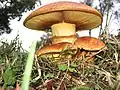 !!Gymnopilus spectabilis sin. junonius!!