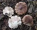 Tricholoma imbricatum