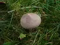 !Entoloma jubatum!