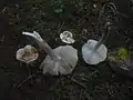 !!Inocybe perlata!!