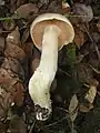 !!!  Entoloma sinuatum !!!