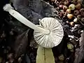 Pluteus nanus