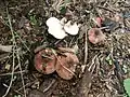 !!!Lepiota brunneoincarnata!!!