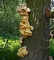 Laetiporus sulphureus