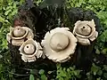 !Geastrum triplex!