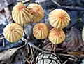 Marasmius siccus