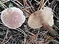 !!!Clitocybe rivulosa!!!