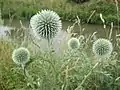 Echinops exaltatus
