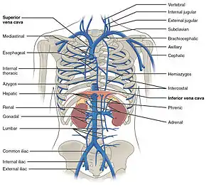 Venele regiunilor toracice și abdominale