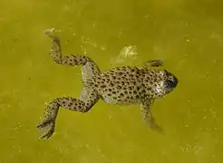 Buhai de baltă cu burtă galbenă(Bombina variegata)