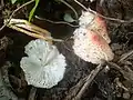 !!Lepiota cristata!!