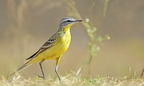 Codobatură galbenă (Motacilla flava) după Dombrowski are toată partea inferioară galbenă-lămâioasă