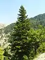 Abies cilicica în rezervaţia Horsh Ehden din Liban