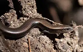 Șopârliță de frunzar(Ablepharus kitaibelii)