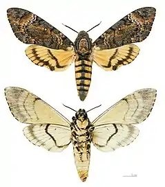 Acherontia styx