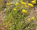 Achillea ageratum