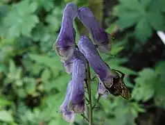Aconitum(Aconitum moldavicum)