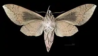 Acosmerycoides harterti  ♀ △