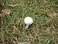 Agaricus arvensis