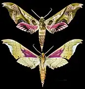 Adhemarius donysa - MHNT