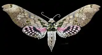 Adhemarius gannascus ♀