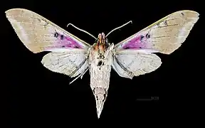 Adhemarius gannascus cubanus ♂  △